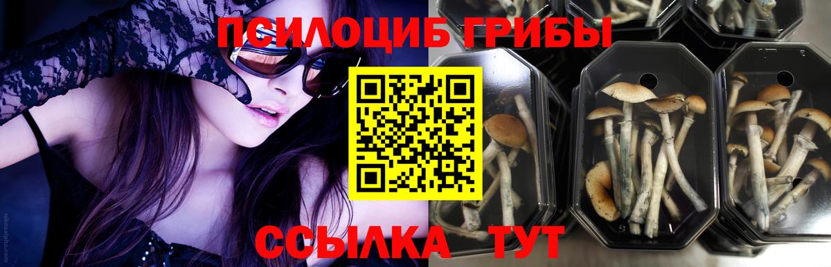 Галлюциногенные грибы Psilocybe Назрань